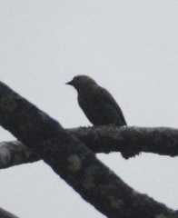 Thraupis palmarum