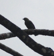 Thraupis palmarum