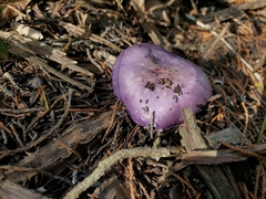 Asproinocybe