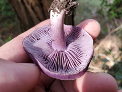 Asproinocybe