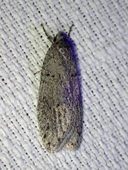 Semioscopis