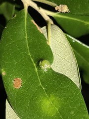 Andricus highlandensis