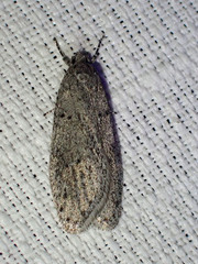 Semioscopis