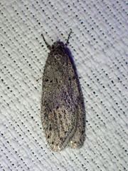 Semioscopis