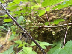 Ribes laxiflorum