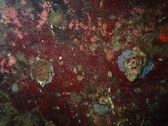 Fusitriton oregonensis