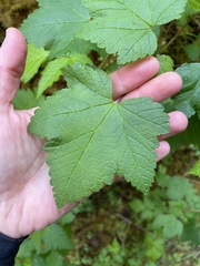 Ribes laxiflorum
