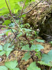 Ribes laxiflorum