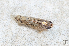 Osbornellus