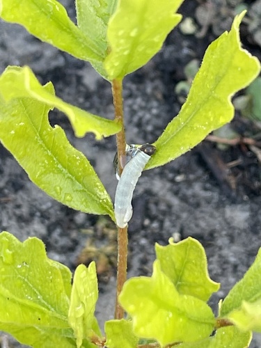 Horace's Duskywing, photo 2 of 7