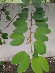 Bauhinia tomentosa