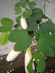 Bauhinia tomentosa