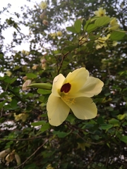 Bauhinia tomentosa