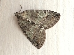 Hydriomena nubilofasciata