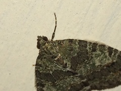 Hydriomena nubilofasciata