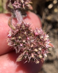 Chorizanthe cuspidata