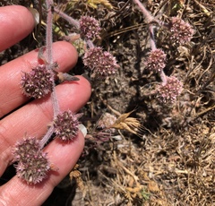 Chorizanthe cuspidata