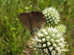 Satyrium titus