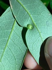 Andricus highlandensis