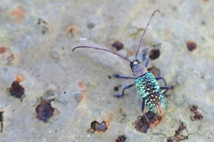 Pericycos teragramus