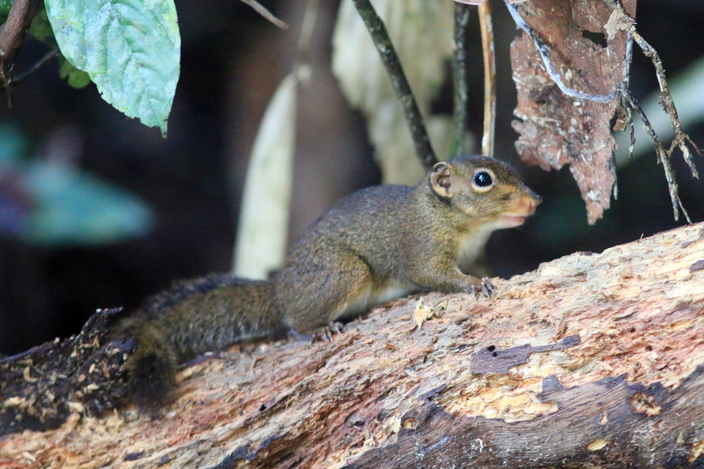 Low's Squirrel