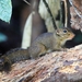 Low's Squirrel - Photo (c) Woraphot Bunkhwamdi, some rights reserved (CC BY-NC), uploaded by Woraphot Bunkhwamdi