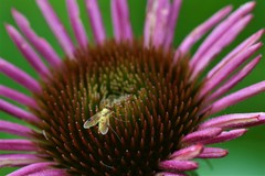 Chrysopilus modestus