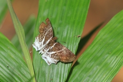 Odontoptilum pygela