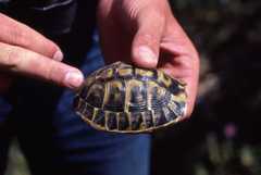 Testudo hermanni hermanni