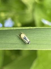 Sorhoanus orientalis
