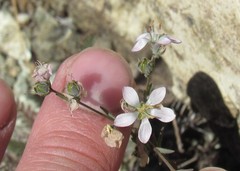 Hesperolinon congestum