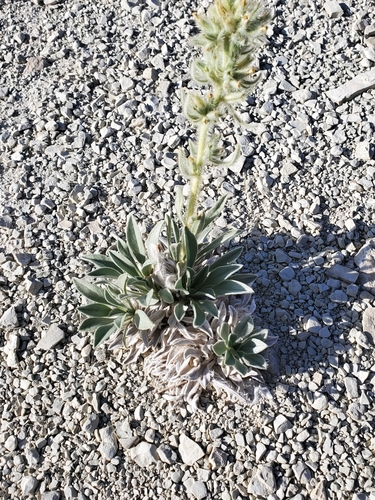 Image of Oreocarya barnebyi by (c) Aaron Roe, some rights reserved (CC BY)
