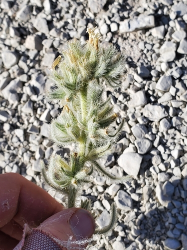 Image of Oreocarya barnebyi by (c) Aaron Roe, some rights reserved (CC BY)