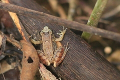 Limnonectes palavanensis