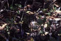Testudo hermanni hermanni