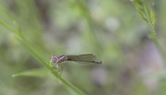 Ischnura cervula