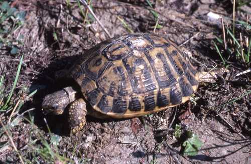 Testudo hermanni