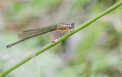 Ischnura cervula