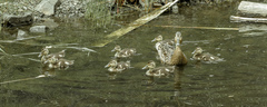 Anas platyrhynchos
