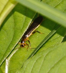 Xyeloidea