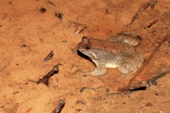 Occidozyga laevis