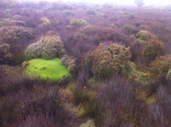 Abrotanella forsteroides