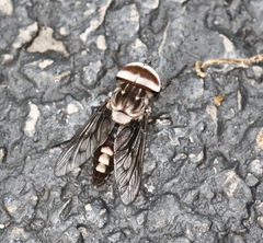 Tabanus trimaculatus