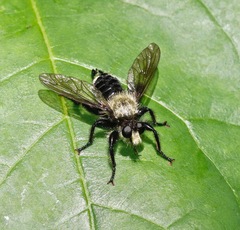 Laphria divisor