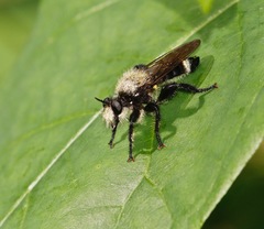 Laphria divisor
