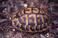 Testudo hermanni hermanni