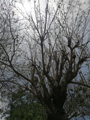 Heliocarpus donnellsmithii