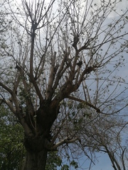 Heliocarpus donnellsmithii