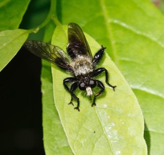 Laphria divisor
