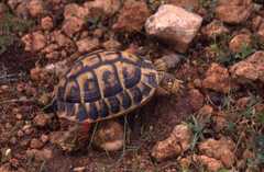 Testudo hermanni hermanni
